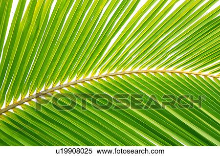 Stock Photography - Coconut palm frond. Fotosearch