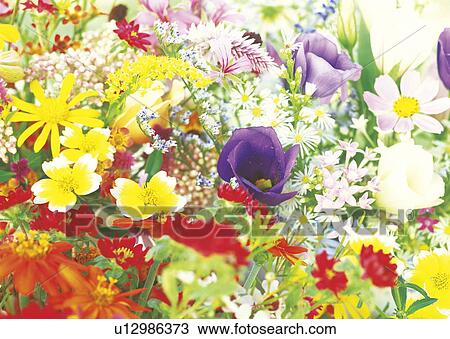 Stock Image - Colorful bouquet of flowers. Fotosearch