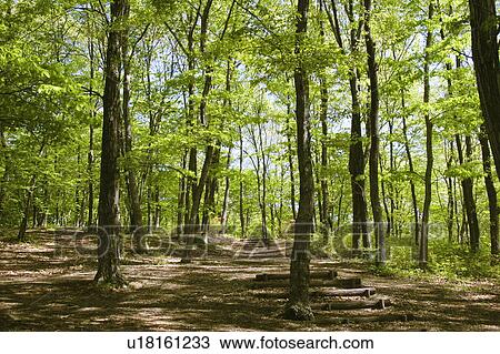 Stock Image - Copse of trees. Fotosearch