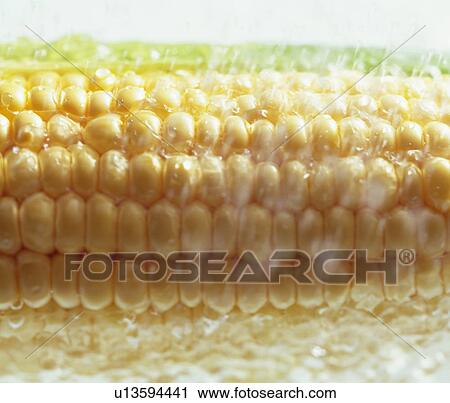 Stock Image - Corn. Fotosearch