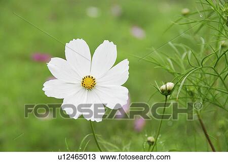 Cosmos flower View Large Photo Image Stock Image - Cosmos flower. Fotosearch
