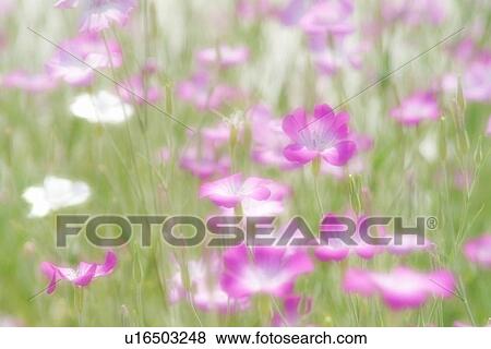 Cosmos flowers in a meadow, Osaka Prefecture, Japan, View Large Photo Image Stock Photo - Cosmos flowers in a meadow, Osaka Prefecture, Japan, . Fotosearch