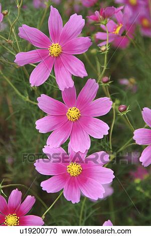 Cosmos flowers View Large Photo Image Stock Image - Cosmos flowers. Fotosearch