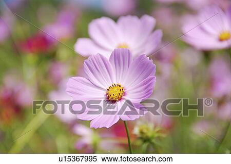 Cosmos flowers View Large Photo Image Stock Photography - Cosmos flowers. Fotosearch