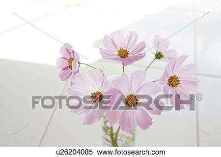 Cosmos flowers View Large Photo Image Stock Photography - Cosmos flowers. Fotosearch