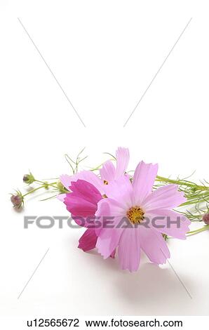 Cosmos View Large Photo Image Stock Image - Cosmos. Fotosearch
