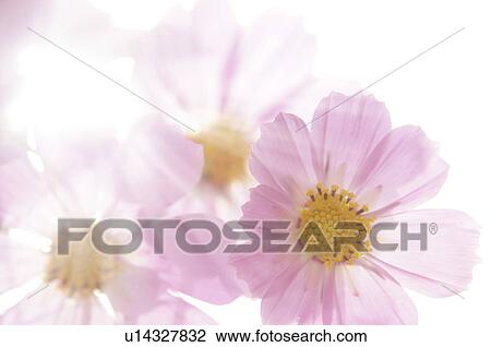 Cosmos View Large Photo Image Stock Image - Cosmos. Fotosearch