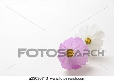 Stock Image - Cosmos. Fotosearch