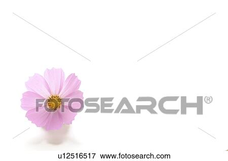 Cosmos View Large Photo Image Stock Photo - Cosmos. Fotosearch