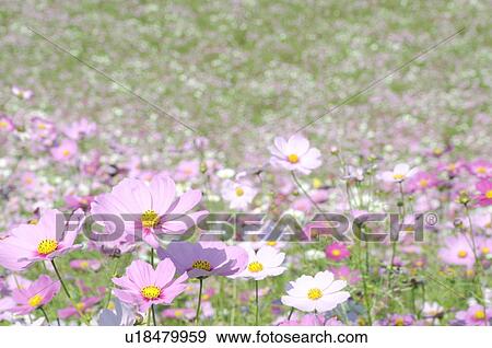 Stock Photo - Cosmos. Fotosearch