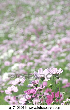 Stock Photograph - Cosmos. Fotosearch