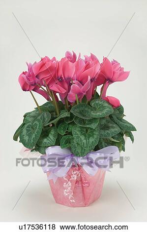 Stock Photo - Cyclamen in a pot. Fotosearch