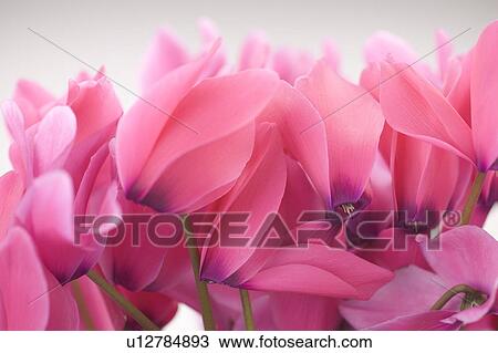 Stock Image - Cyclamen. Fotosearch