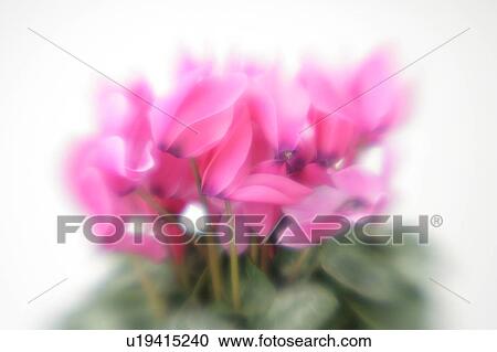Stock Image - Cyclamen. Fotosearch