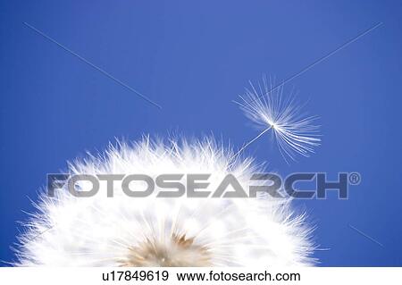 Dandelion clock View Large Photo Image Stock Photo - Dandelion clock. Fotosearch