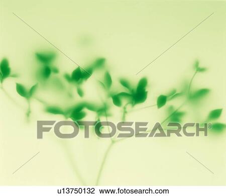 Defocused plant View Large Photo Image Stock Image - Defocused plant. Fotosearch
