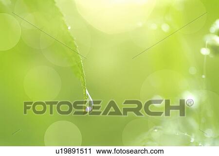 Stock Image - Dew drop falling from a leaf. Fotosearch