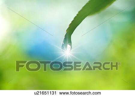 Stock Image - Dew drop on the end of a leaf. Fotosearch