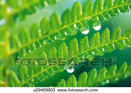 Dew on a fern View Large Photo Image Stock Image - Dew on a fern. Fotosearch