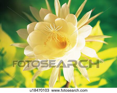 Stock Image - Dutchman's Pipe. Fotosearch