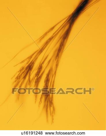 Ear of rice View Large Photo Image Stock Photo - Ear of rice. Fotosearch