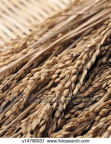 Stock Photo - Ears of rice in a basket. Fotosearch