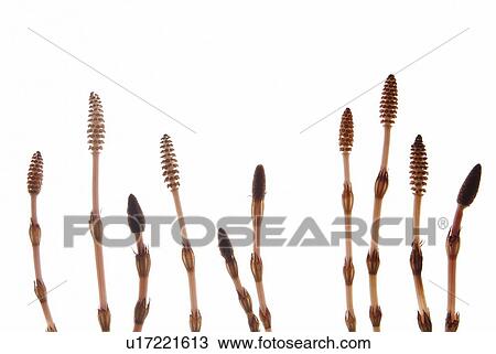 Stock Image - Field horsetail. Fotosearch