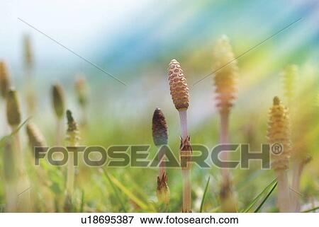 Stock Photo - Field horsetail. Fotosearch