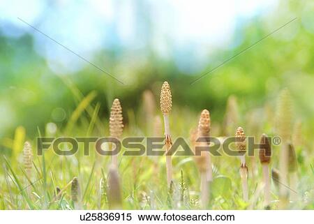 Stock Photography - Field horsetail. Fotosearch