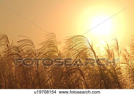 Picture - Field of Japanese pampas grass at sunset. Fotosearch