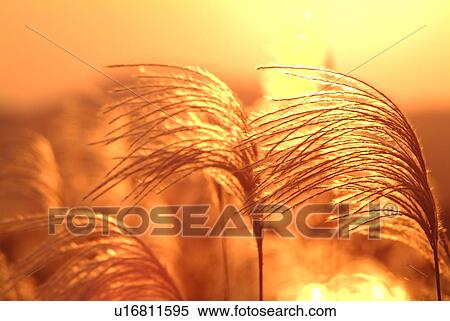Stock Photography - Field of Japanese pampas grass at sunset. Fotosearch