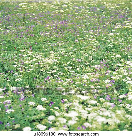 Stock Image - Field of purple and white flowers. Fotosearch