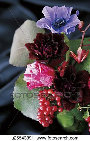 Stock Image - Flower arrangement made up of anemone, dahlias, mokara orchid, and Italian berries. Fotosearch