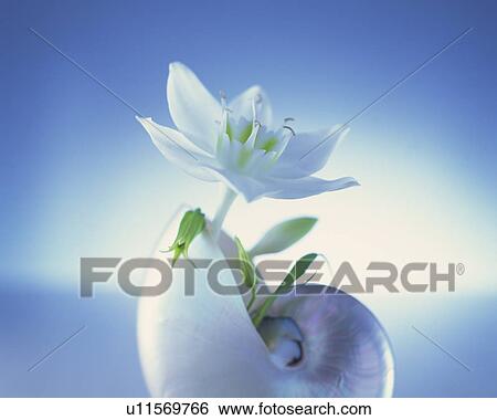 Flower in a shell View Large Photo Image Stock Photograph - Flower in a shell. Fotosearch