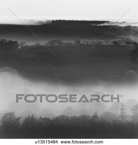 Picture - Forest Enveloped by Fog. Fotosearch