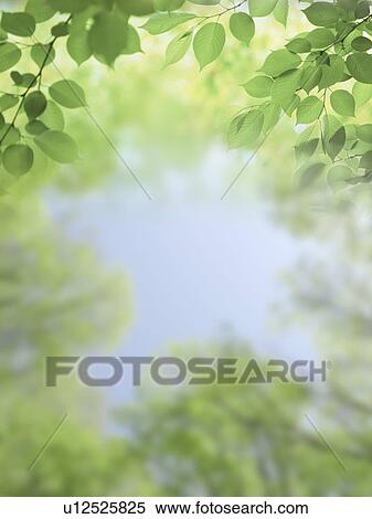Forest, Low Angle View View Large Photo Image Stock Photography - Forest, Low Angle View. Fotosearch