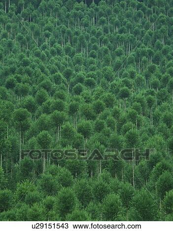 Stock Image - Forest. Fotosearch