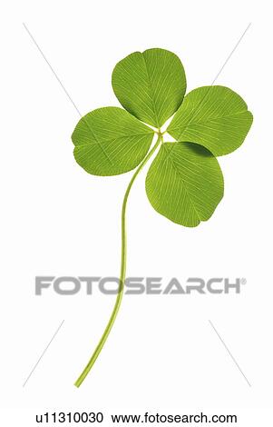 Stock Image - Four-leaf clover. Fotosearch