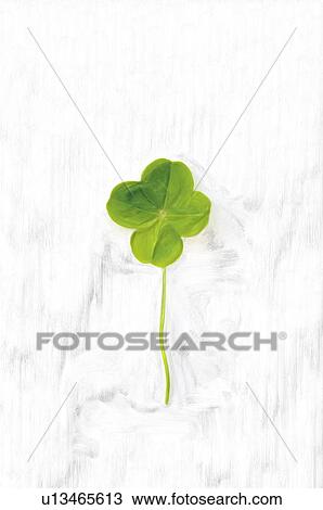 Stock Image - Four leafed clover, white background. Fotosearch