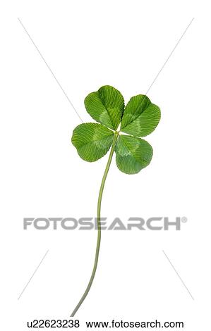 Stock Photo - Four leafed clover, white background. Fotosearch