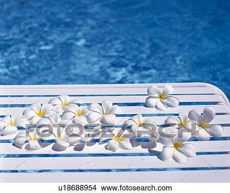 Picture - Frangipani flowers by the pool. Fotosearch