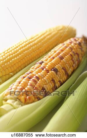 Stock Photography - Fresh corn. Fotosearch