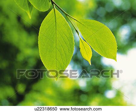 Fresh green leaves View Large Photo Image Stock Image - Fresh green leaves. Fotosearch