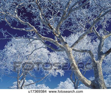Picture - Frost covered trees. Fotosearch