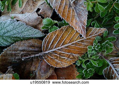 Frost on autumn leaves, Otsu, Shiga Prefecture, Japan View Large Photo Image Stock Photo - Frost on autumn leaves, Otsu, Shiga Prefecture, Japan. Fotosearch