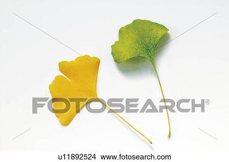 Picture - Ginkgo leaves. Fotosearch