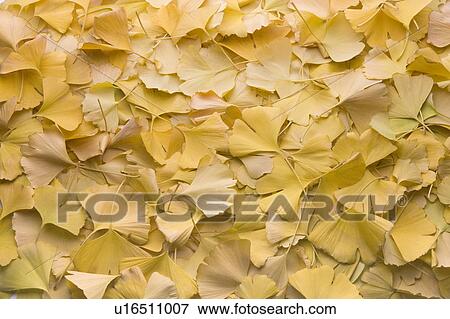 Stock Photo - Ginkgo leaves. Fotosearch