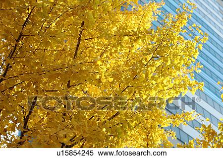 Stock Photography - Ginkgo tree in Autumn next to a skyscraper. Fotosearch
