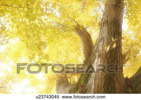 Ginkgo tree in Autumn View Large Photo Image Stock Photography - Ginkgo tree in Autumn. Fotosearch