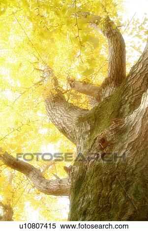 Stock Photography - Ginkgo tree. Fotosearch